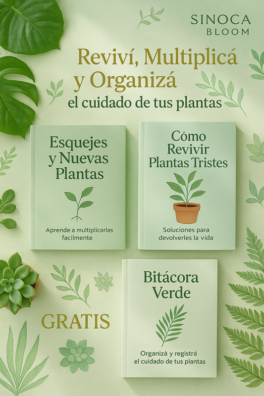 ✨ Kit inicial Verde 🌿